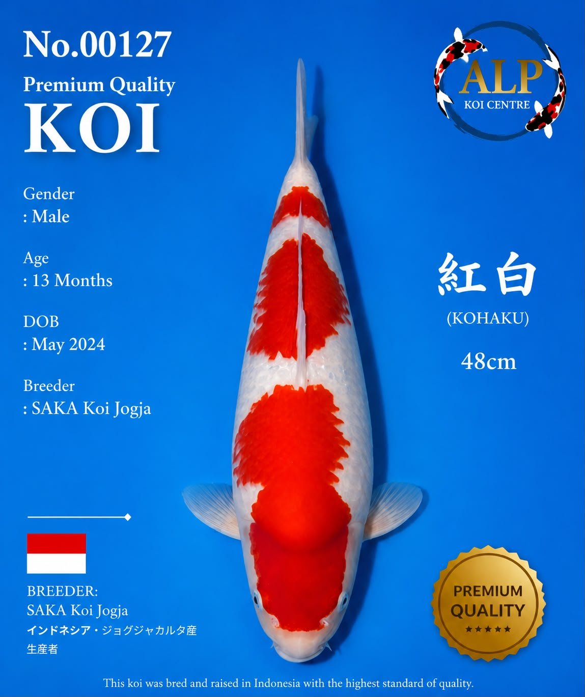 Koi No. 00127 - ALP Koi Centre