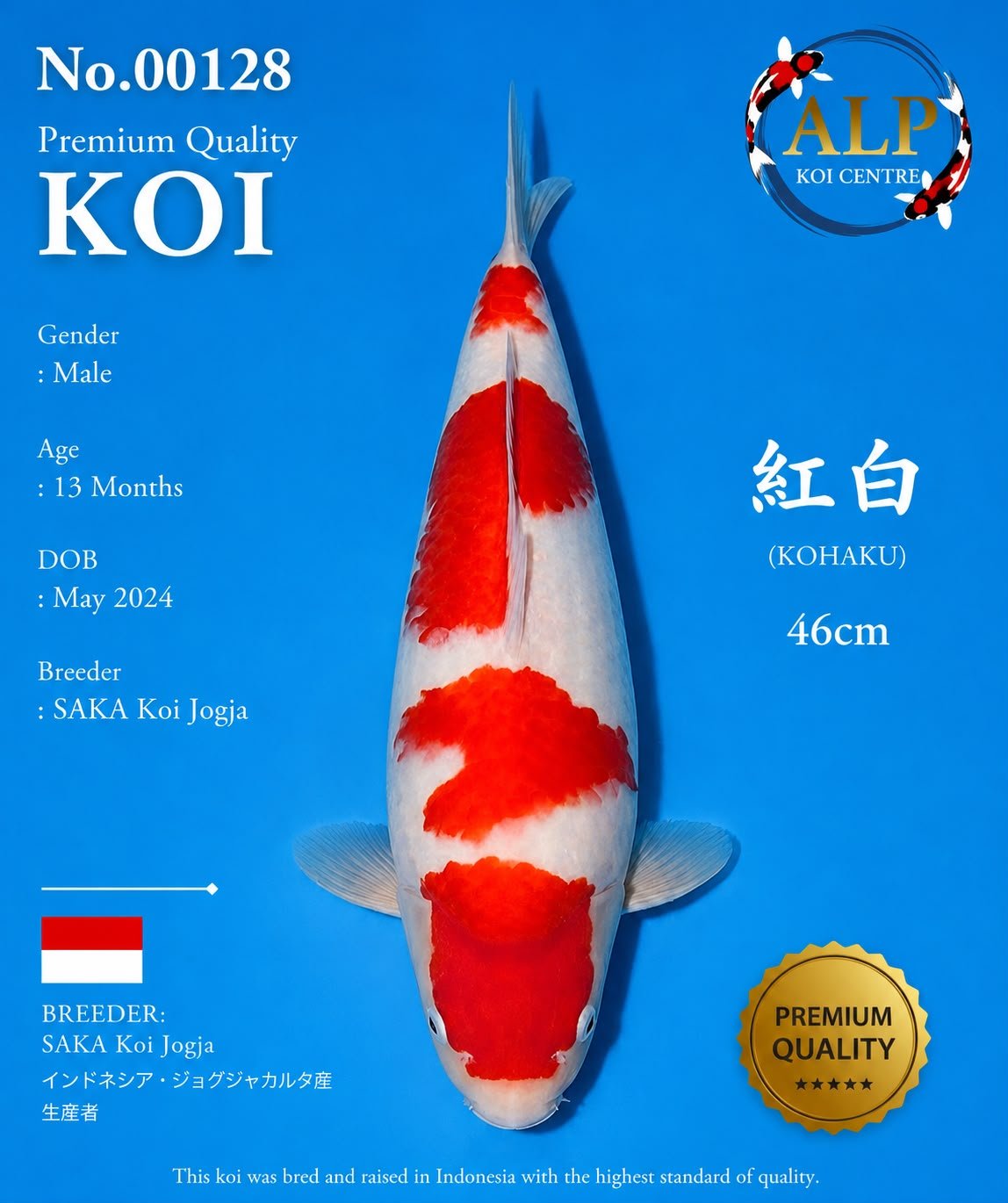 Koi No. 00128 - ALP Koi Centre