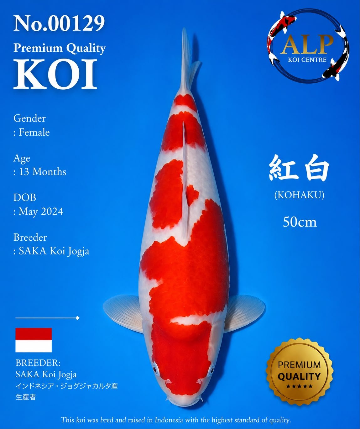 Koi No. 00129 - ALP Koi Centre