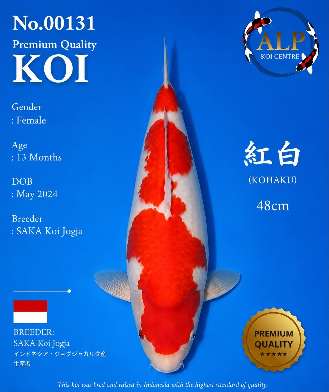 Koi No. 00131 - ALP Koi Centre